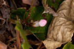 Trailing arbutus